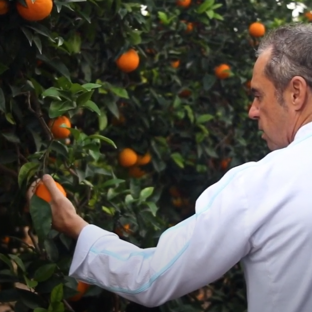 Naranjas Filósofo by Manuel Alonso
