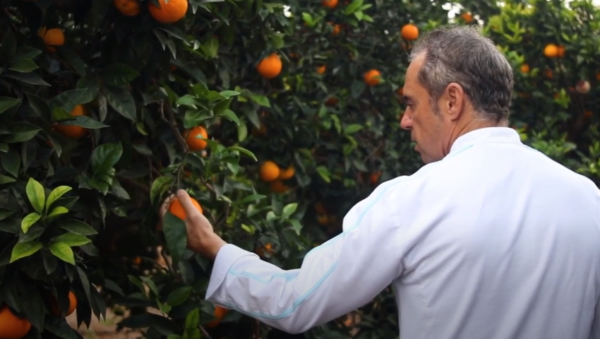 Naranjas Filósofo by Manuel Alonso